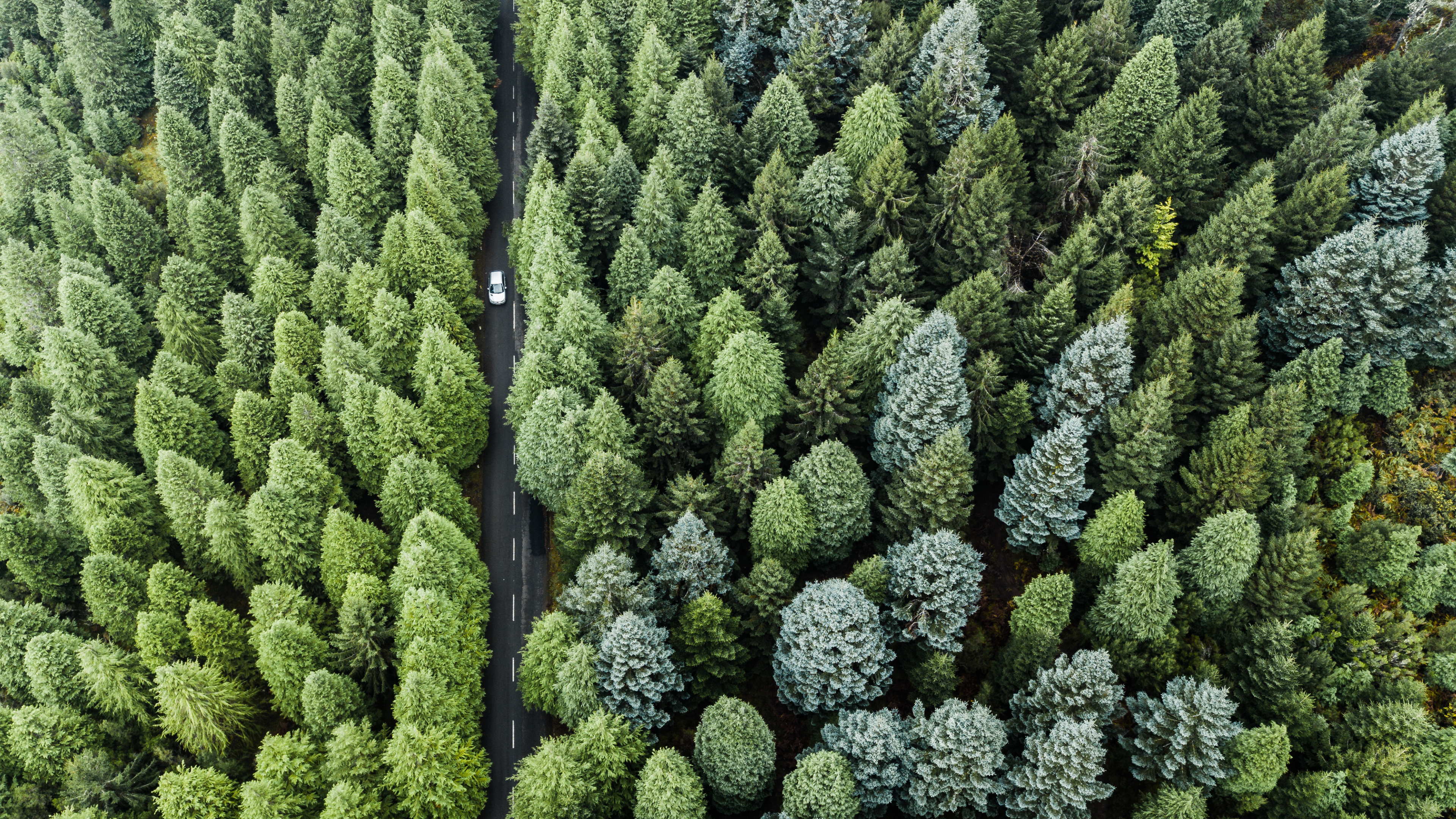 car in woods car in woods