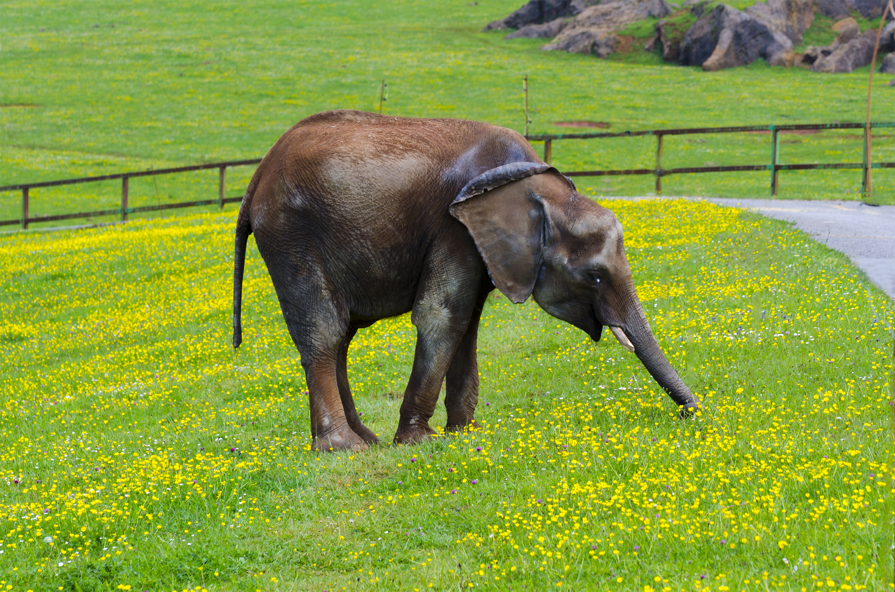 138965549 Elephant in a green field