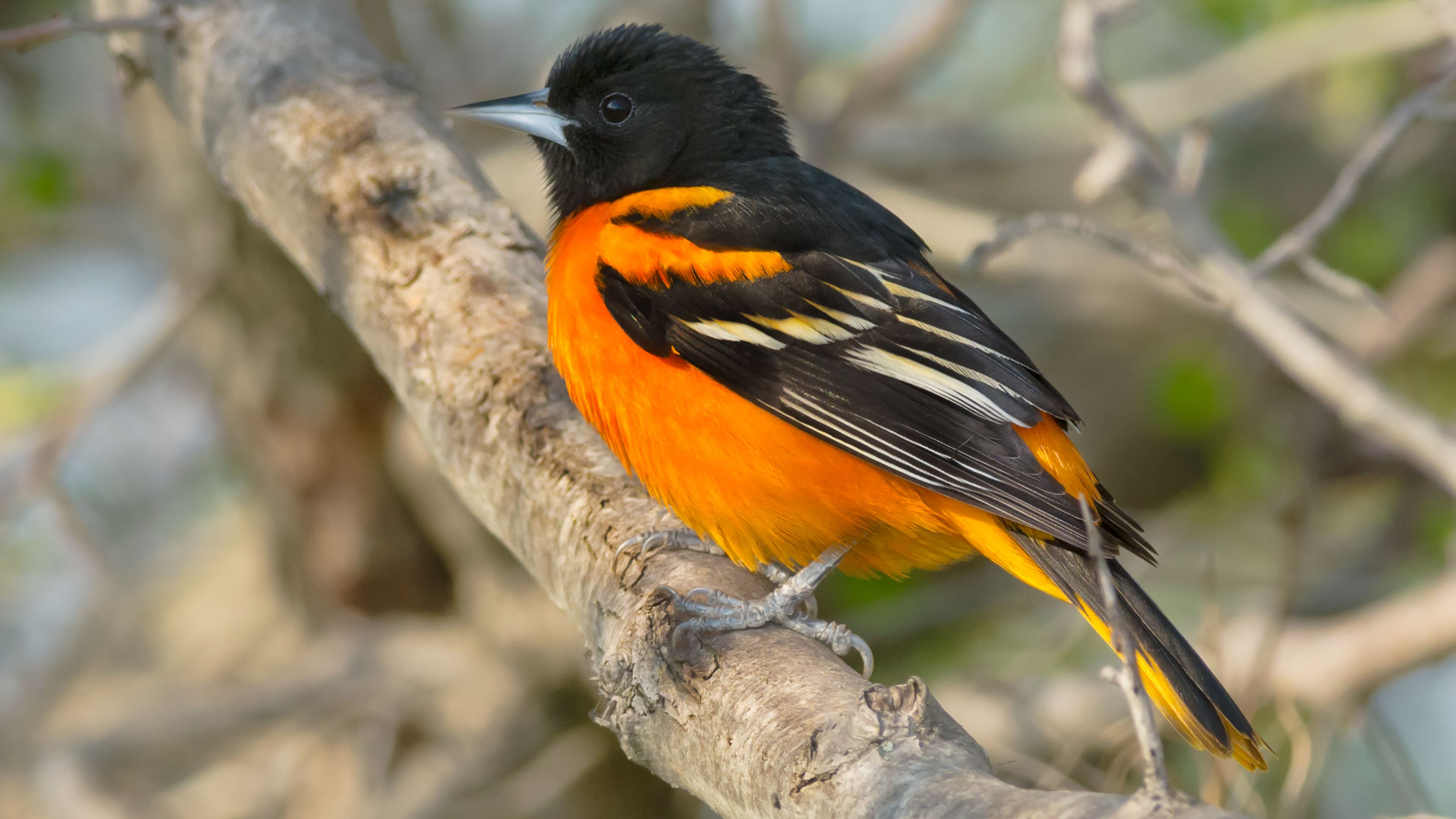 Best birdwatching spot in Western New Jersey 