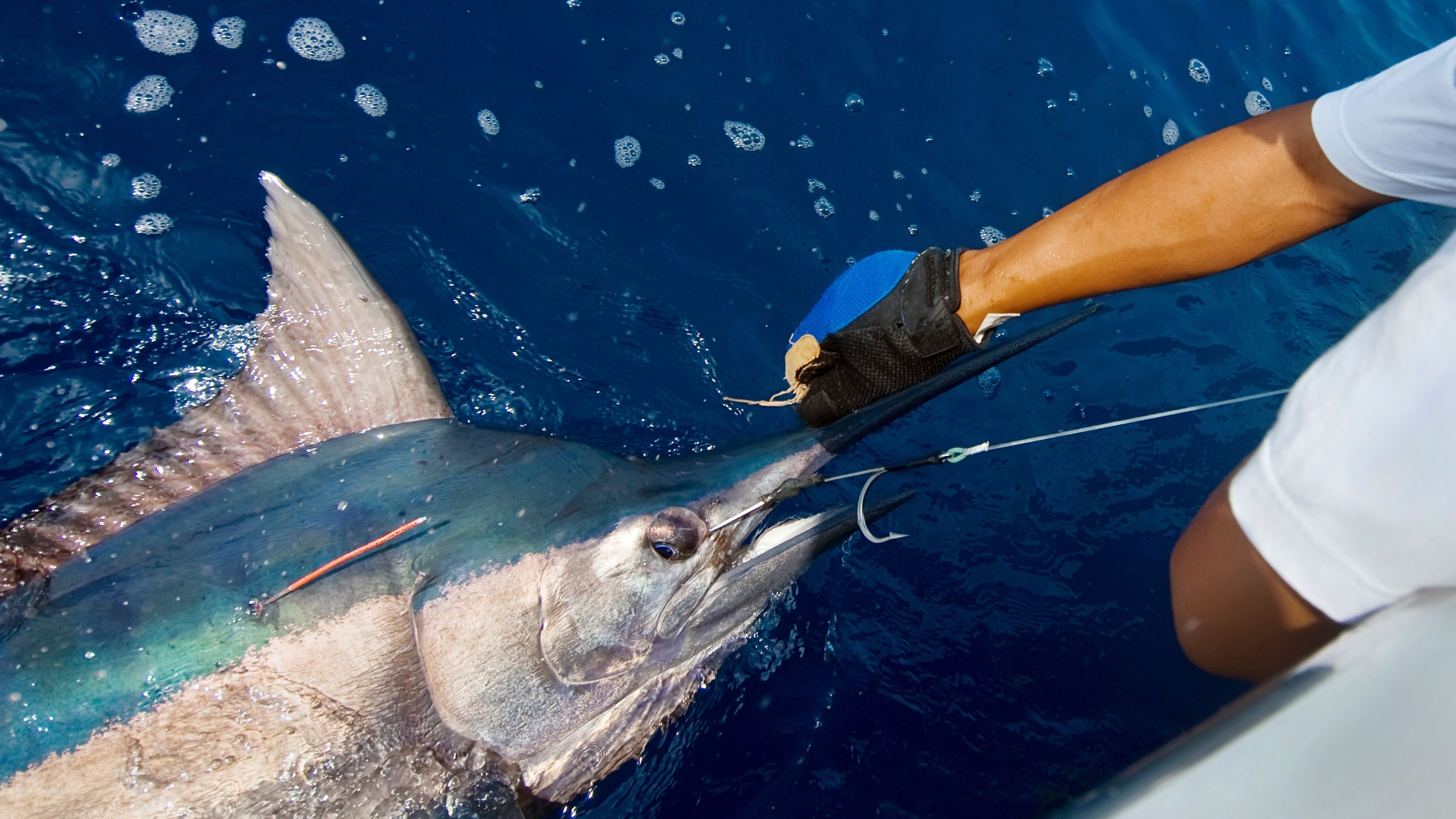 Dream Sport Fishing Destinations for Every Angler