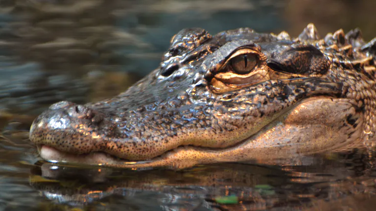 alligator
