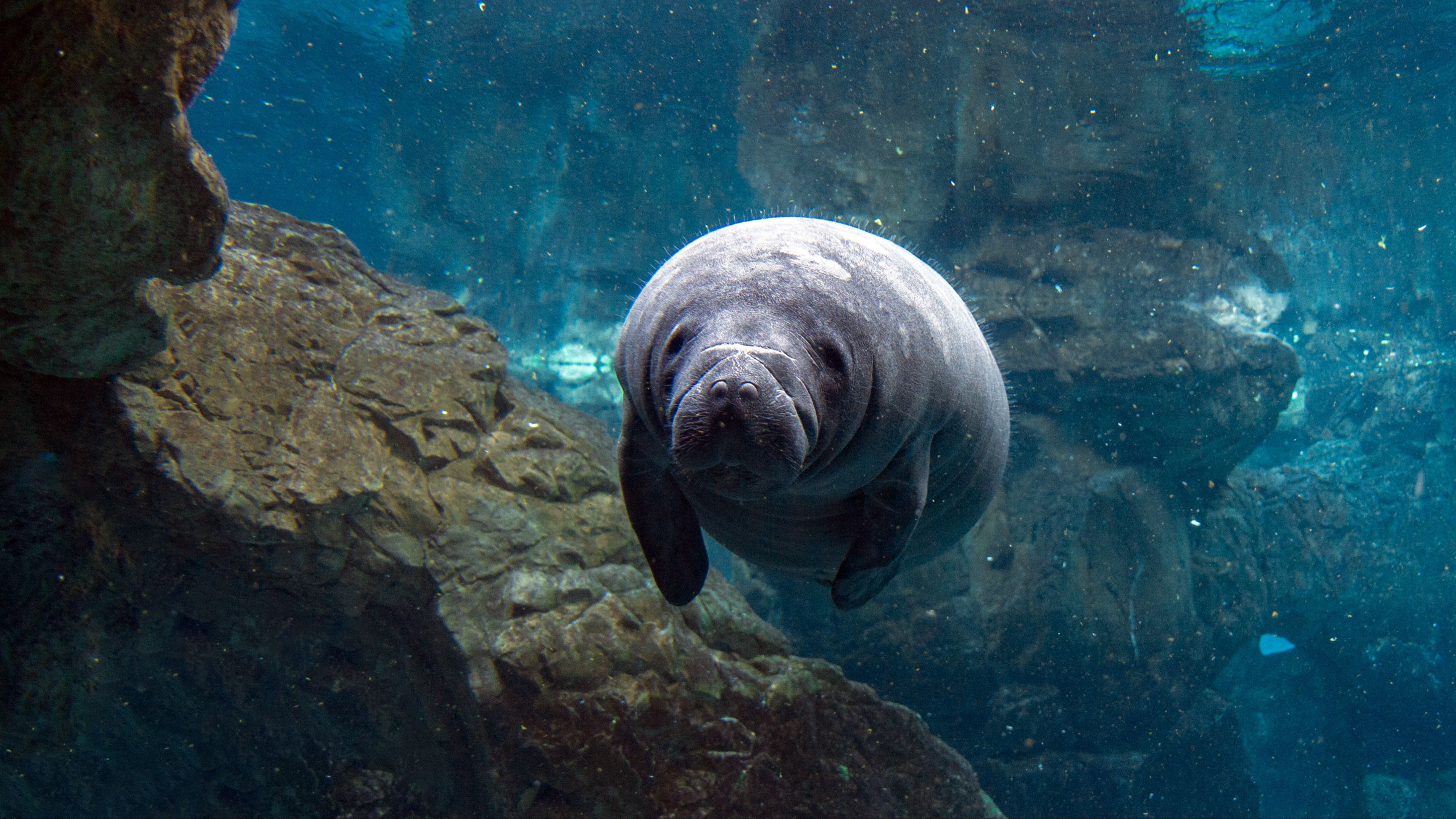 A Manatee in Tarpon Springs, Florida