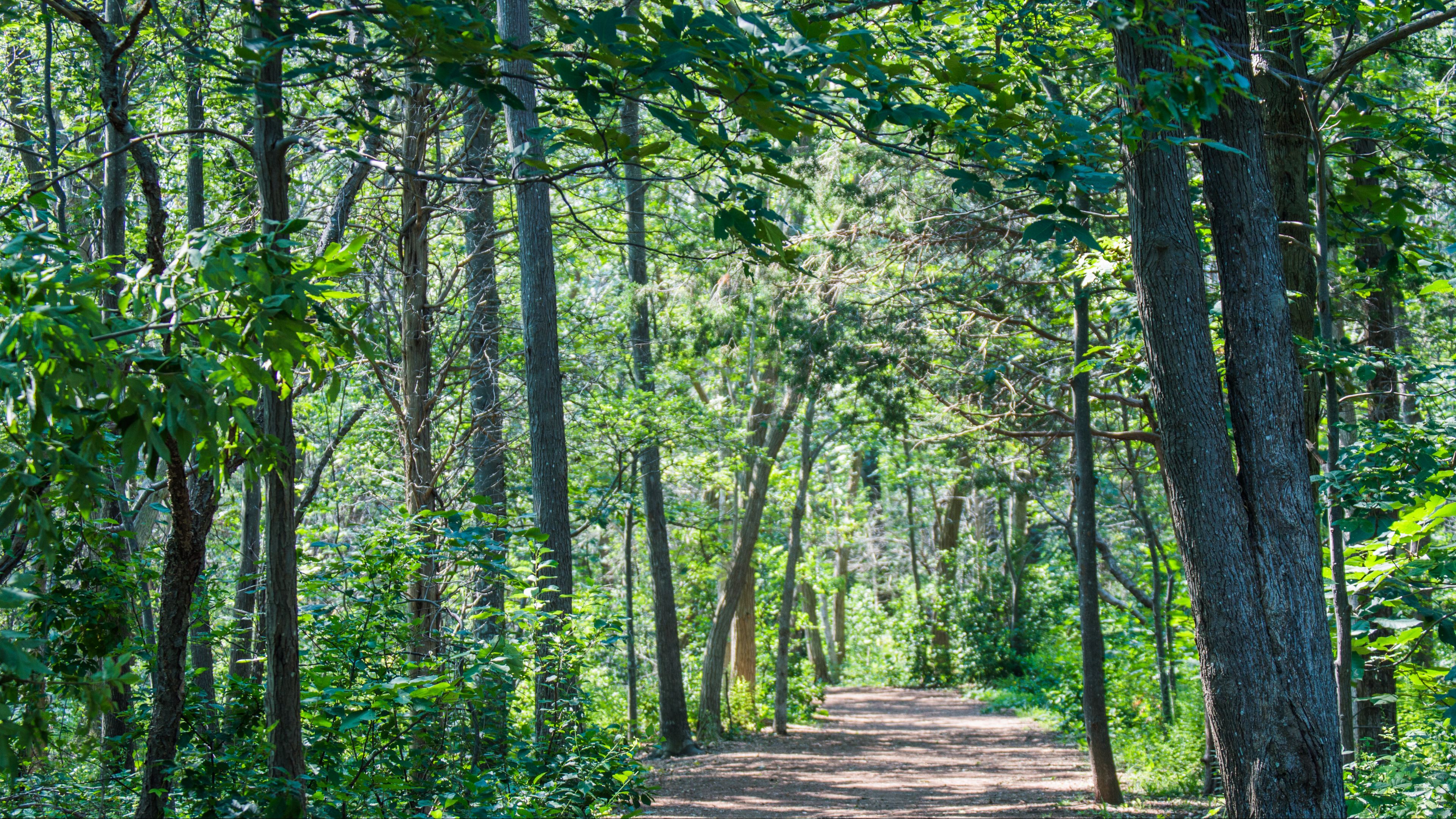 forest in Massachusetts forest in Massachusetts