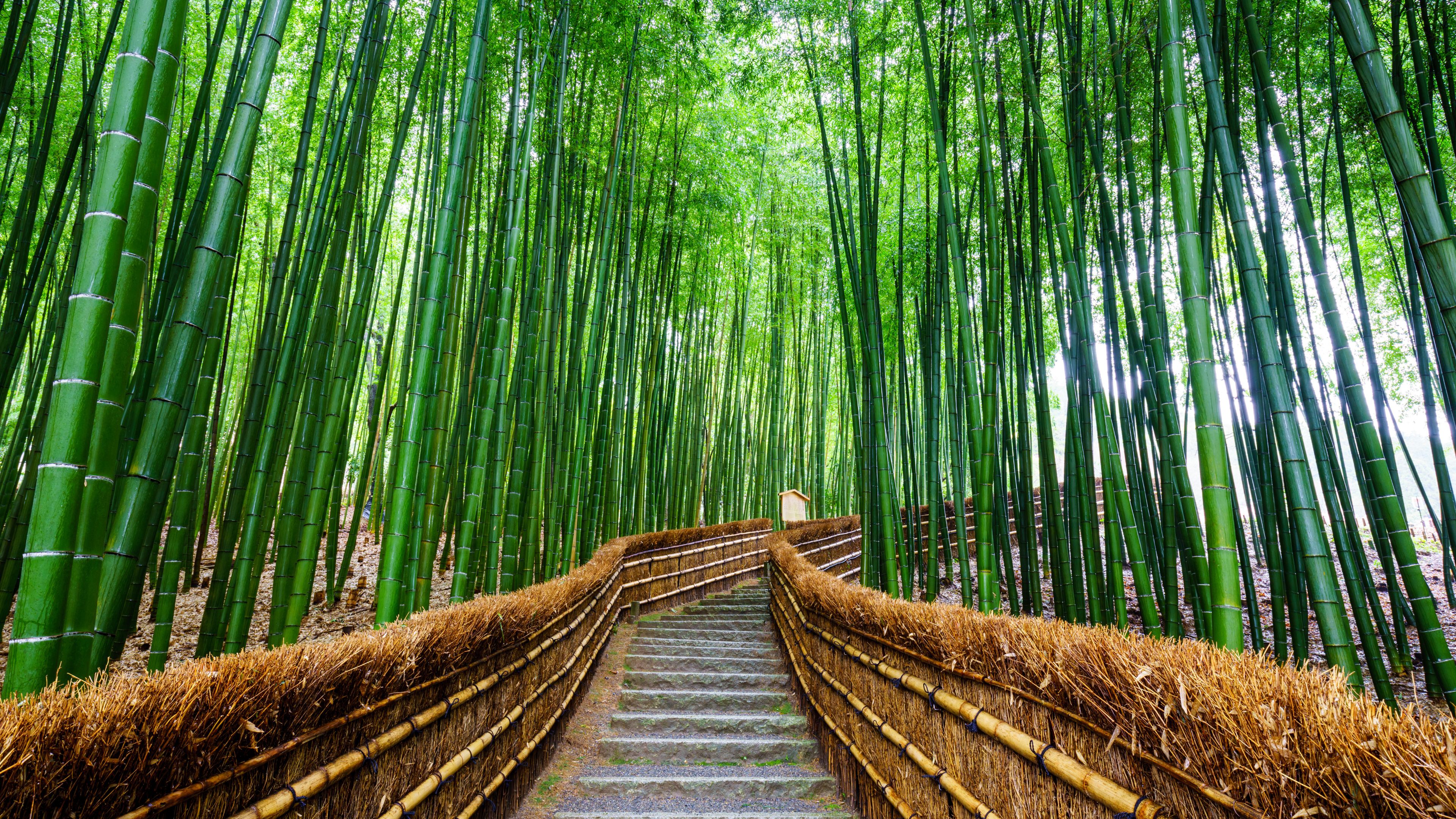 Bamboo Forrest Bamboo Forrest