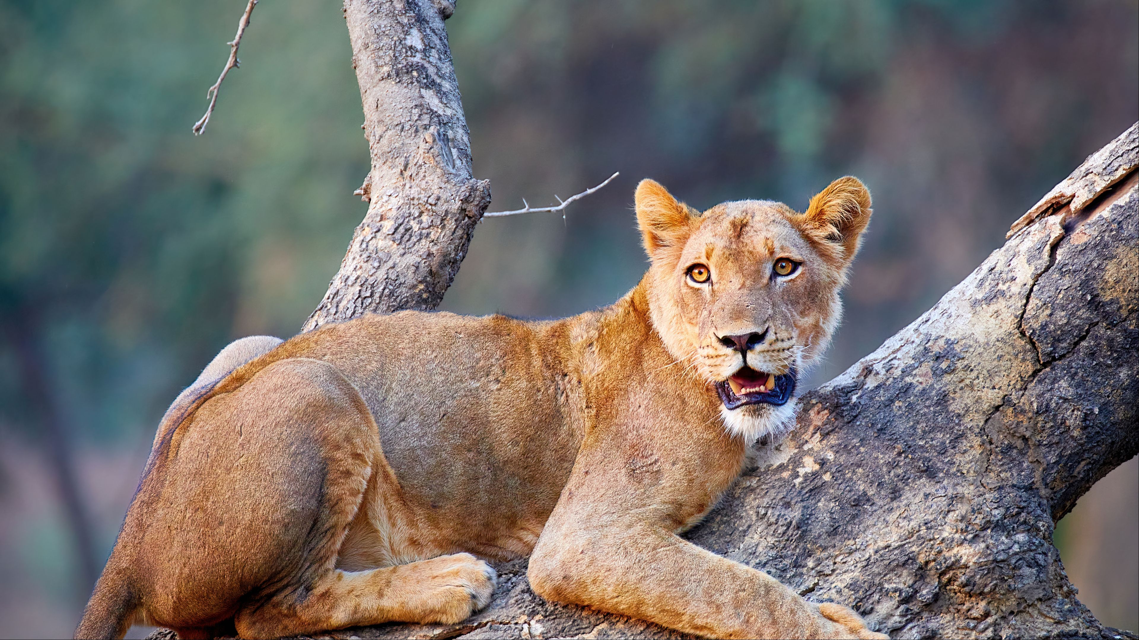 Best American Wildlife Vacations