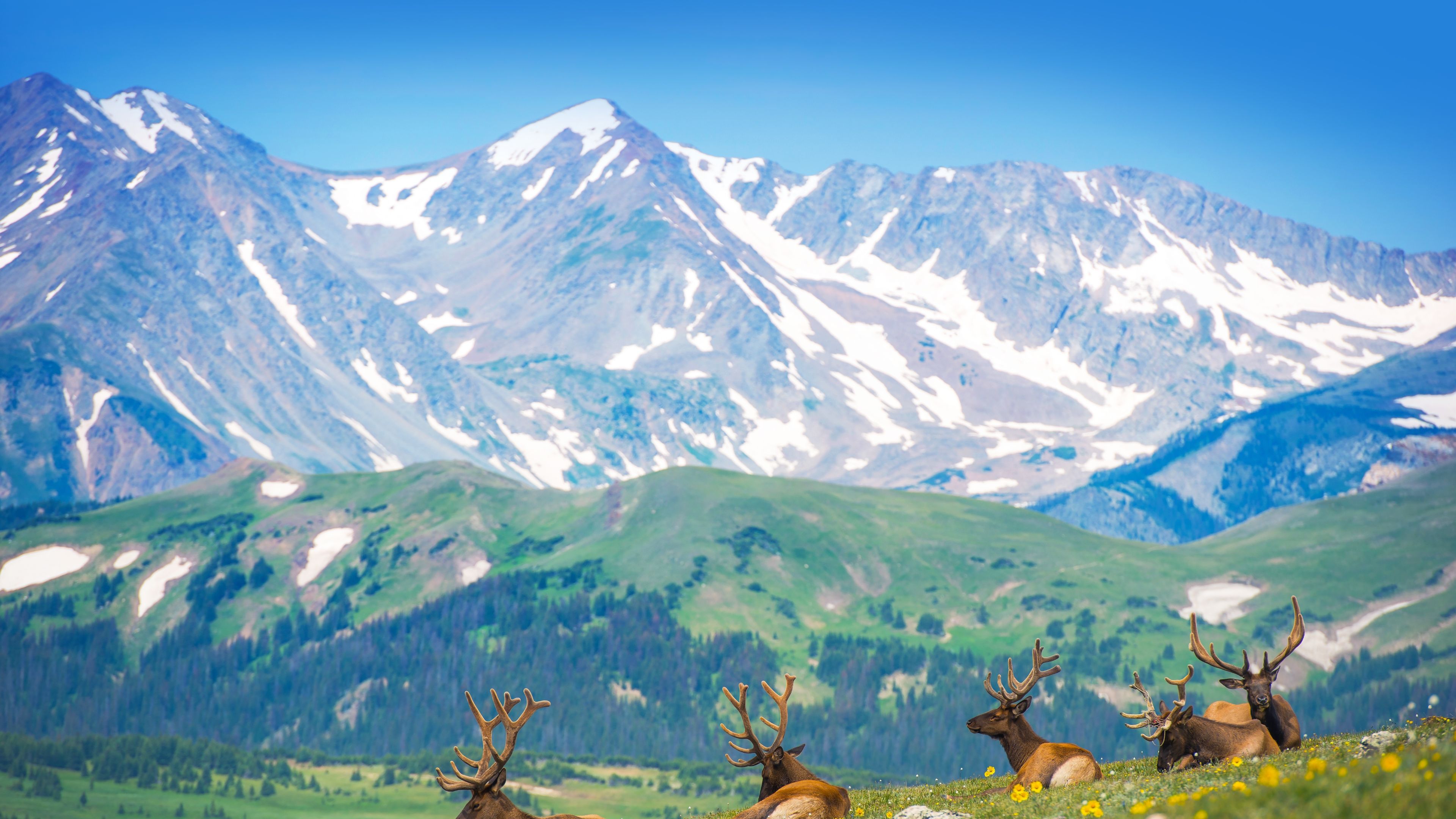 elk fest