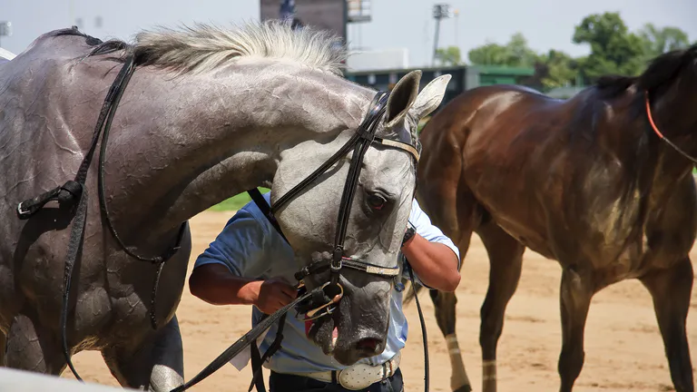 race horse