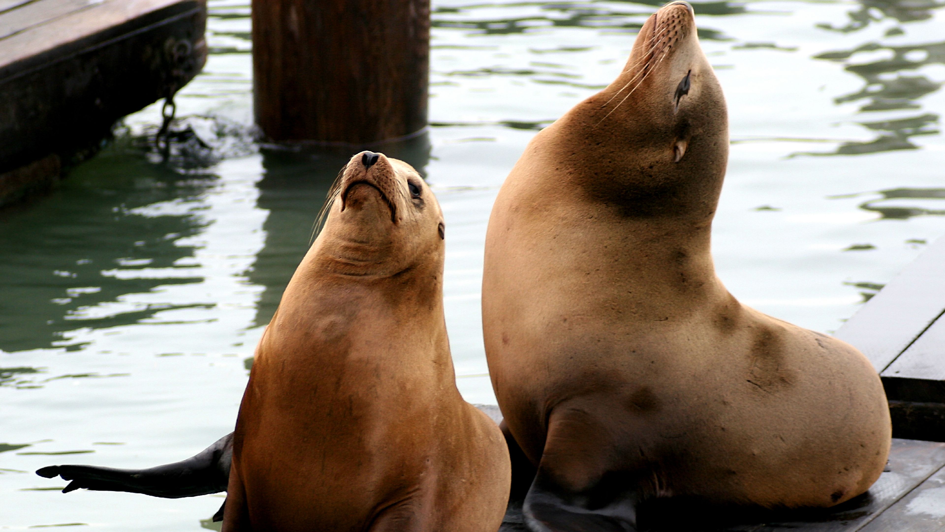 sea lions