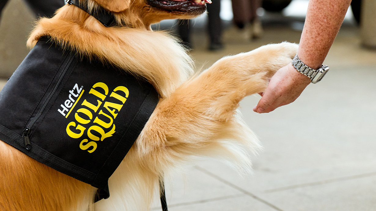 golden retriever wearing gold quad vest
