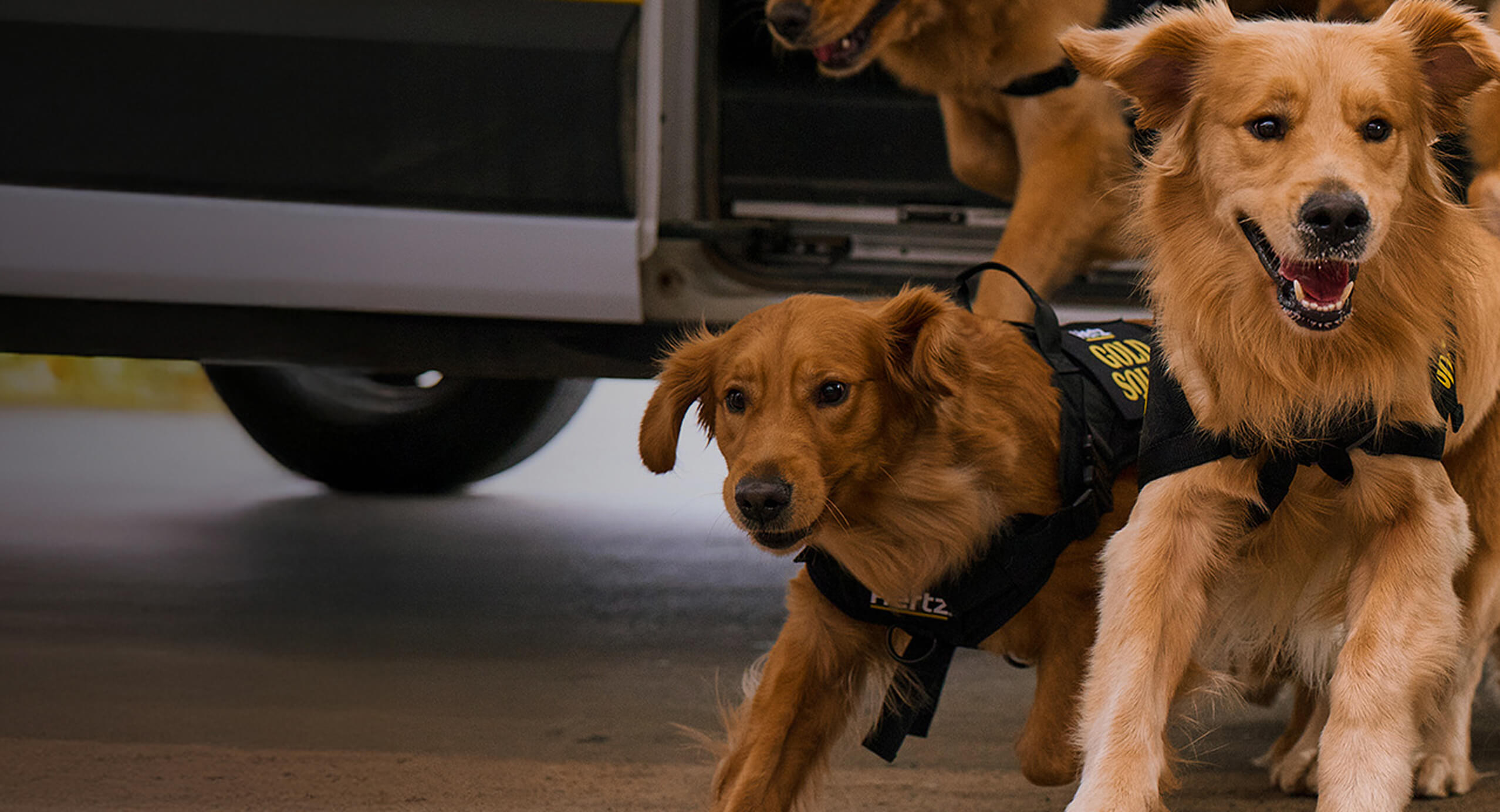 golden retrievers running