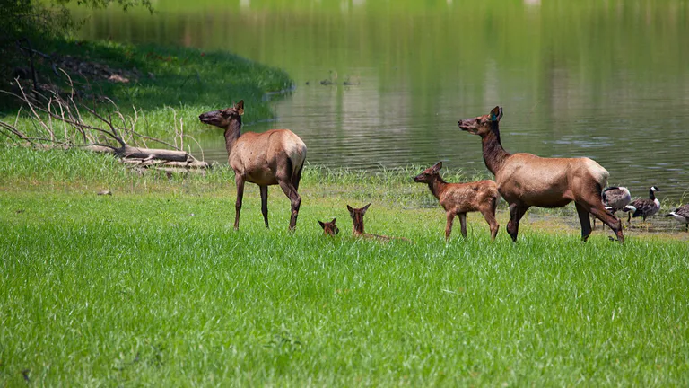 elk