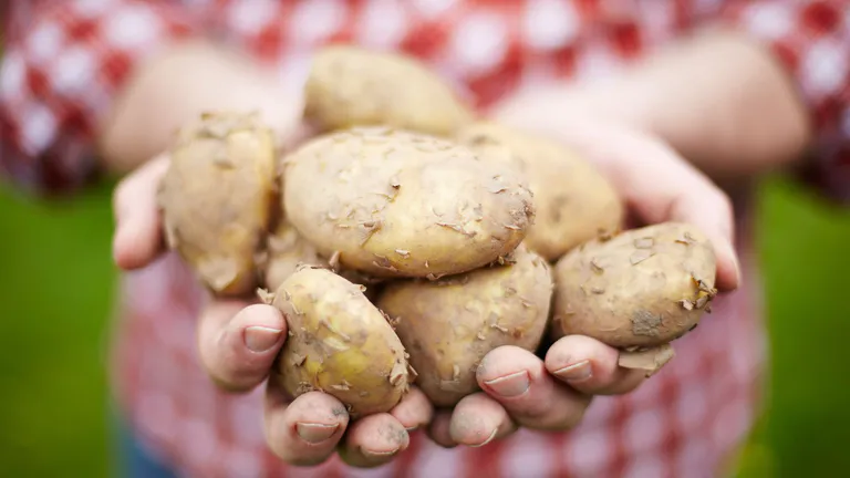 jersey royal potatoes