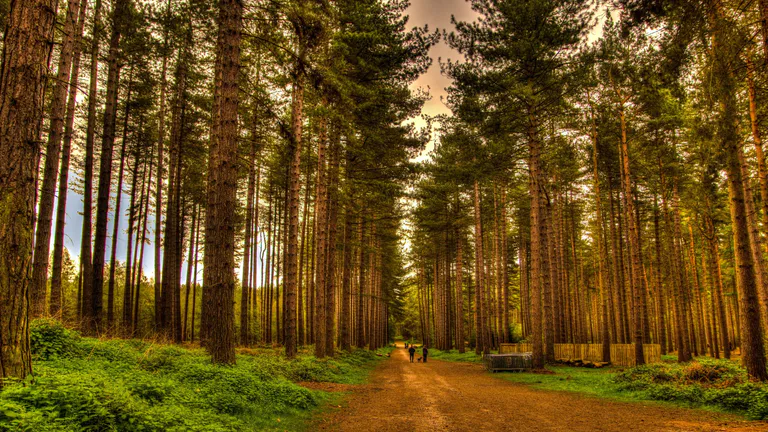 Woodland walks in a legendary forest Nottingham