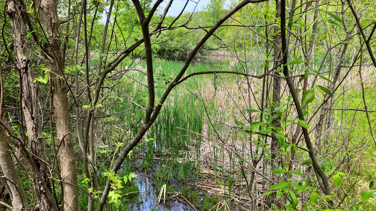 nature park southfield