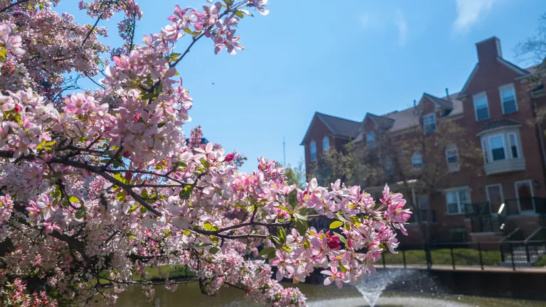 pink blossom southfield downtown