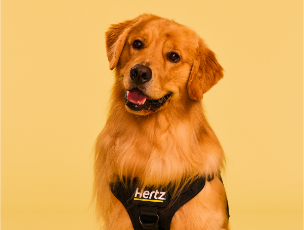golden retriever 