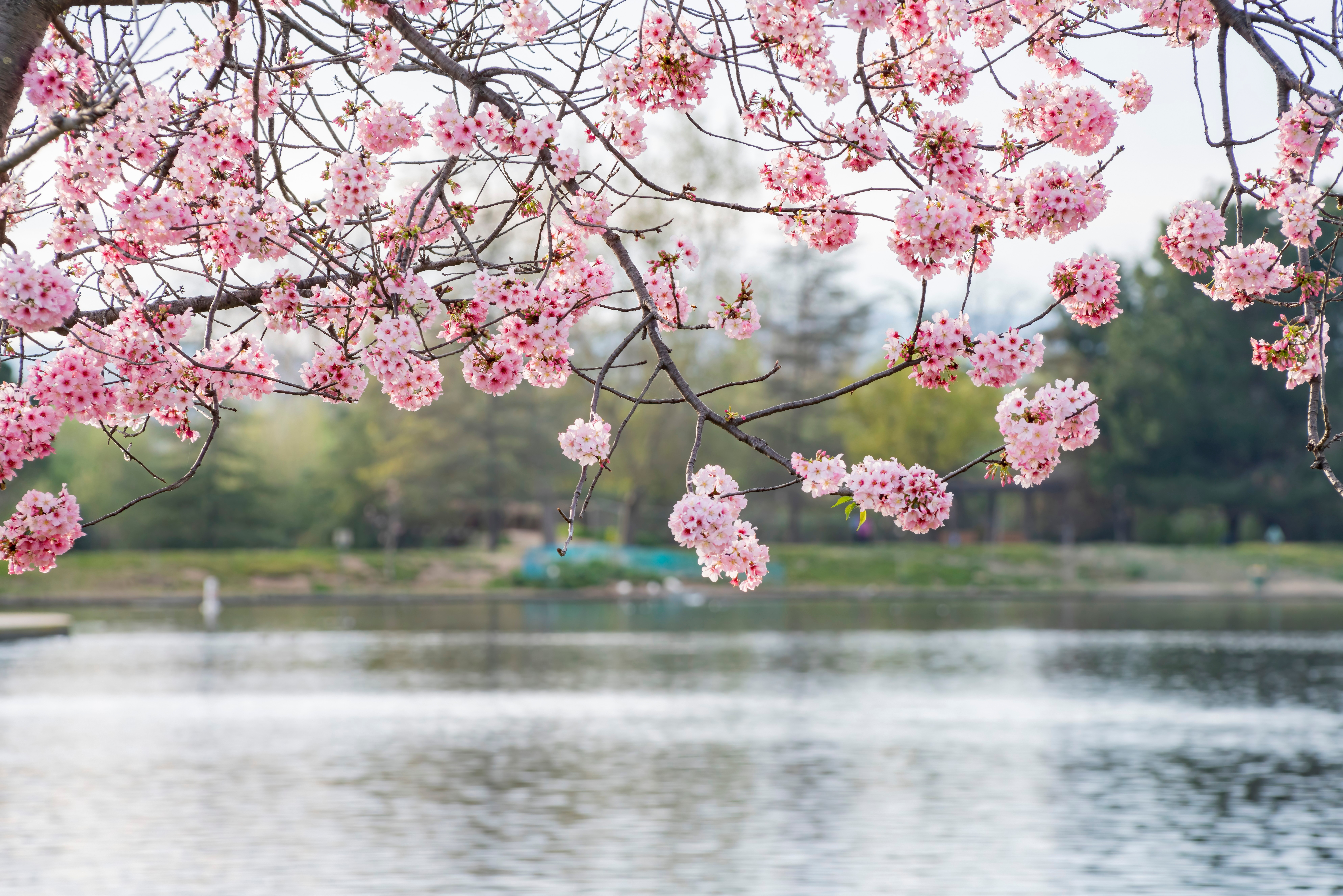 Beautiful cherry blossom at Lake side
